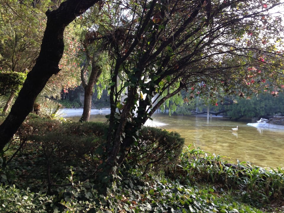 Duck pond at the park