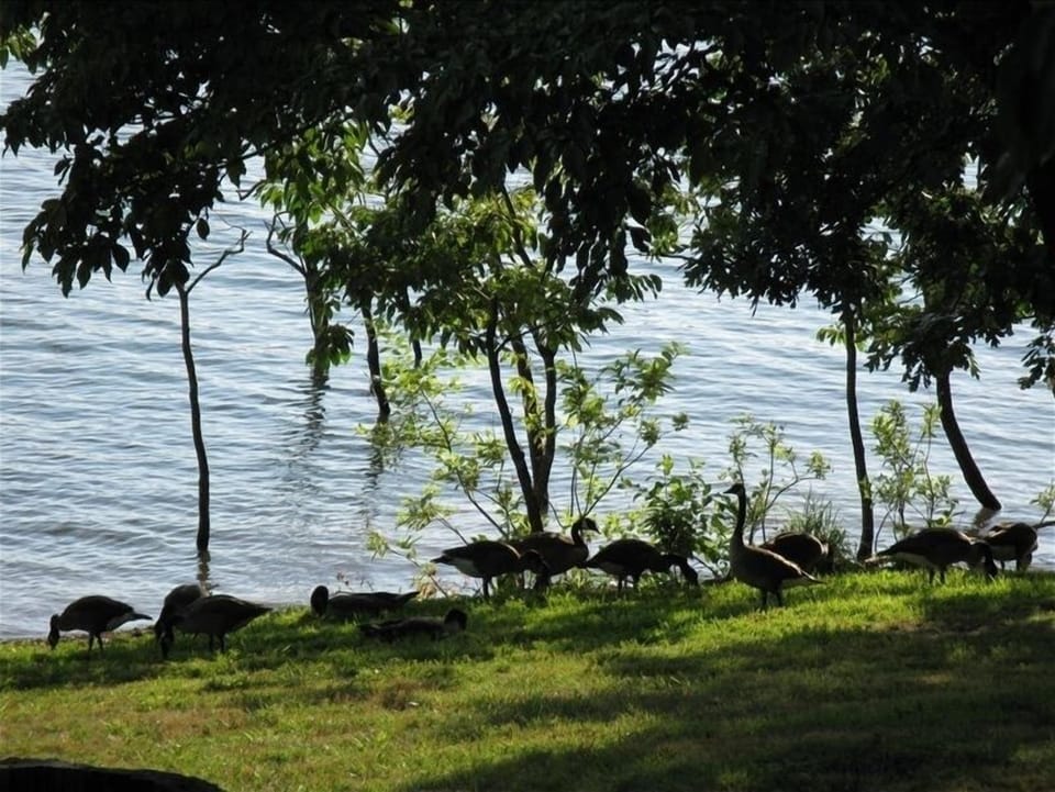 Canadian Geese at Shoreline