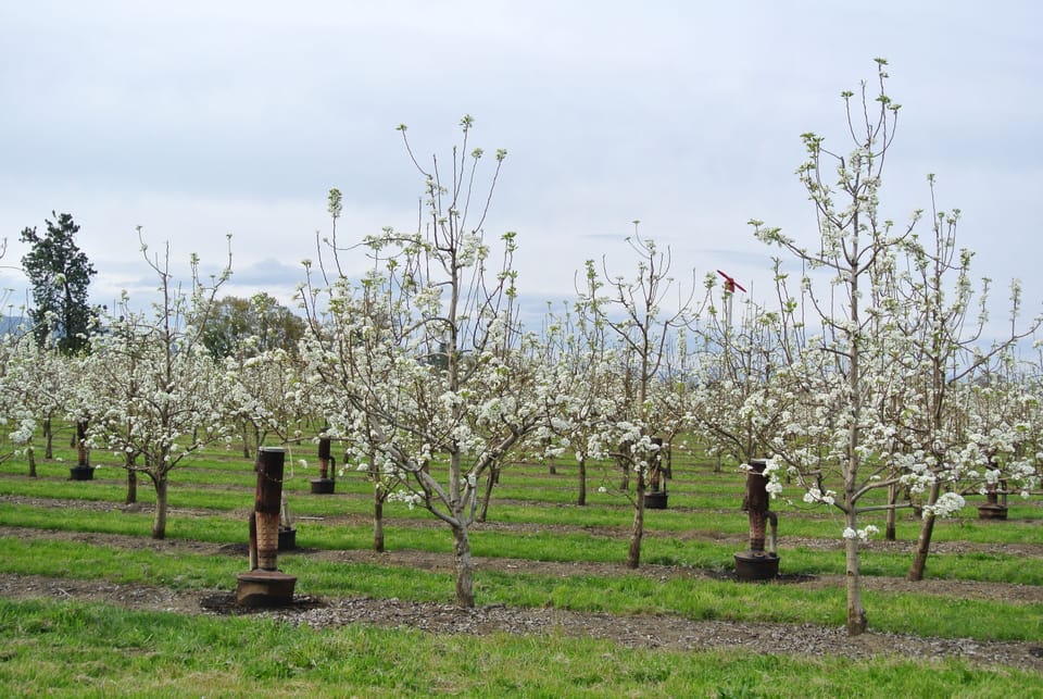 April Pear Blossoms