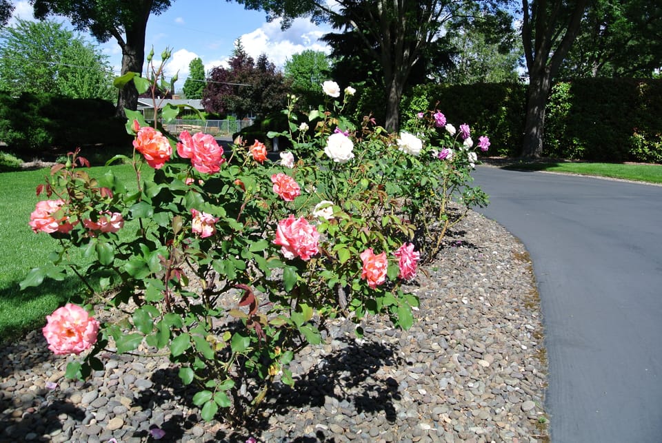 Rose bushes on the property