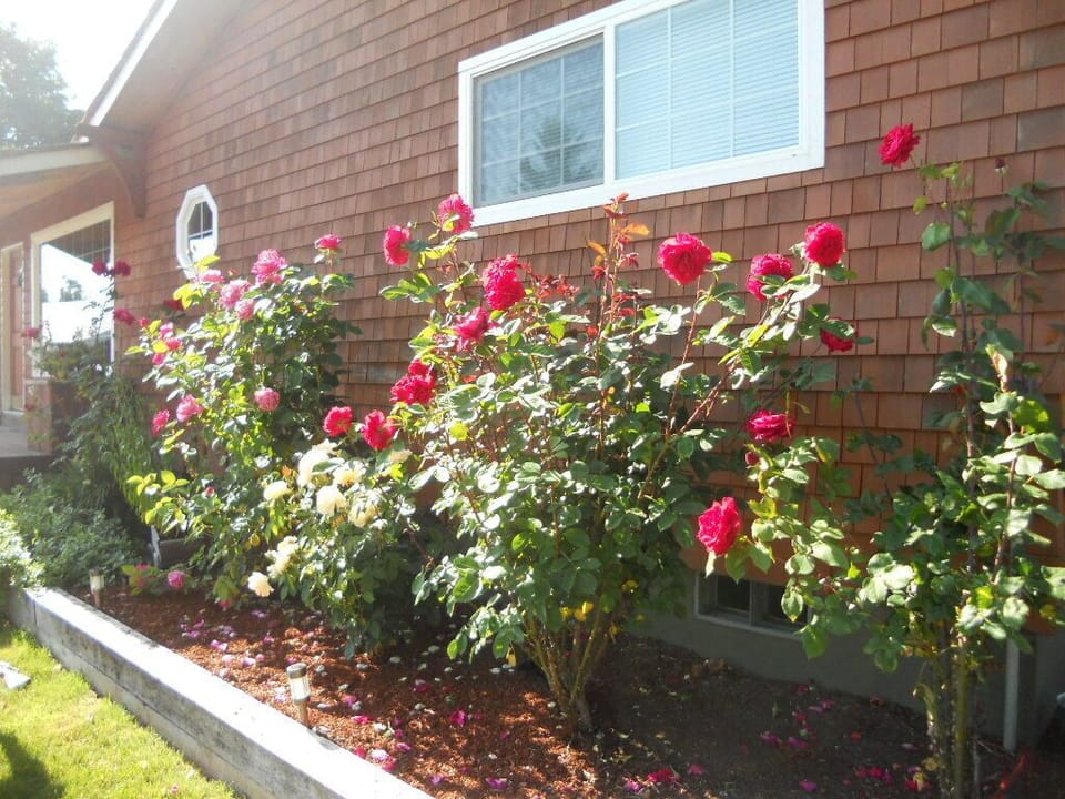 Pretty Roses!