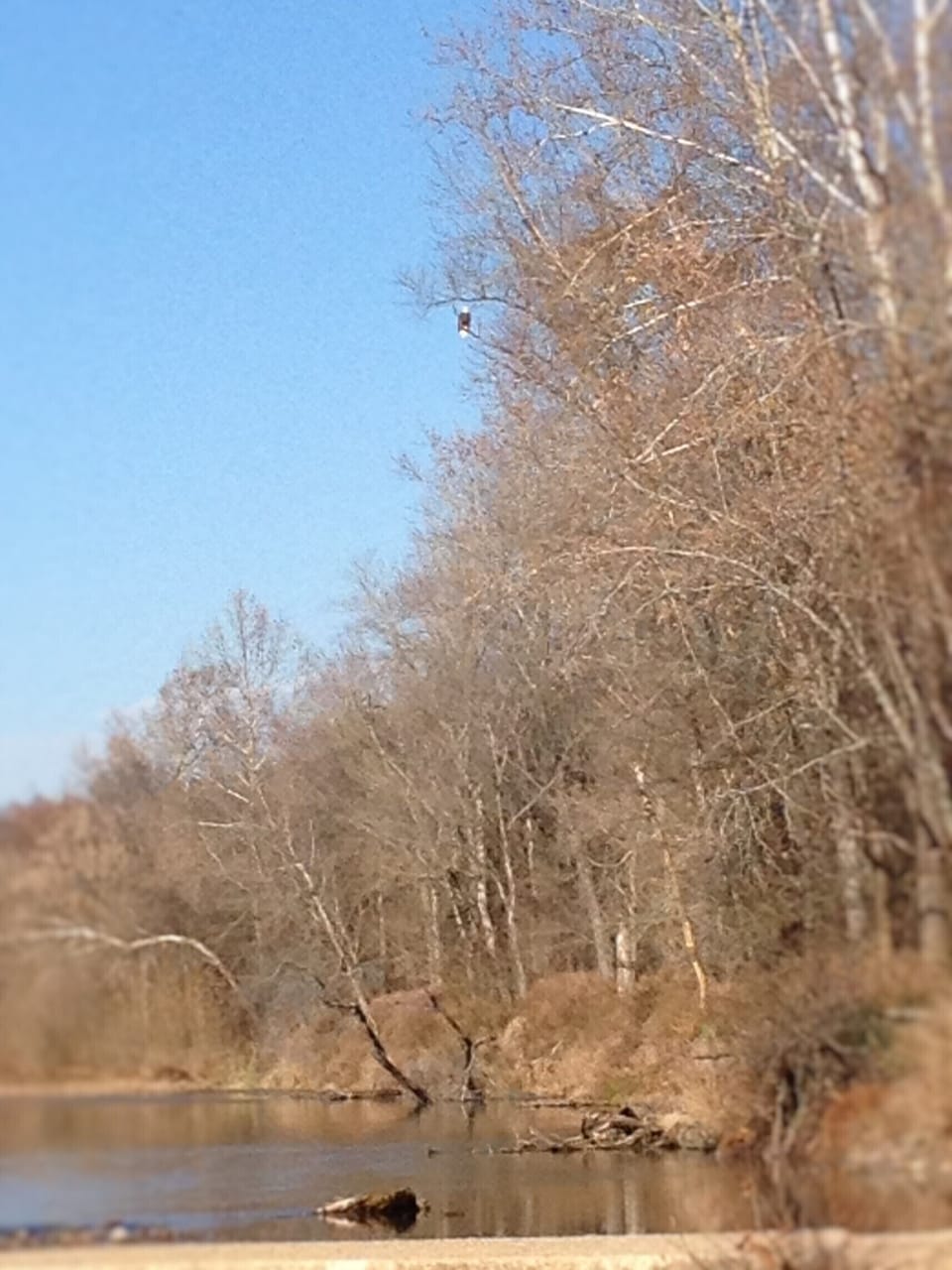 Eagle high up on a branch overlooking the river