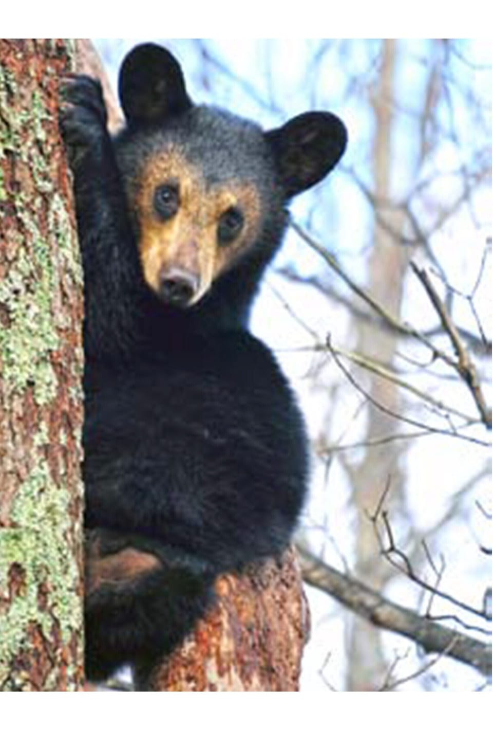 One of many Black Bears of the West Virginia mountains