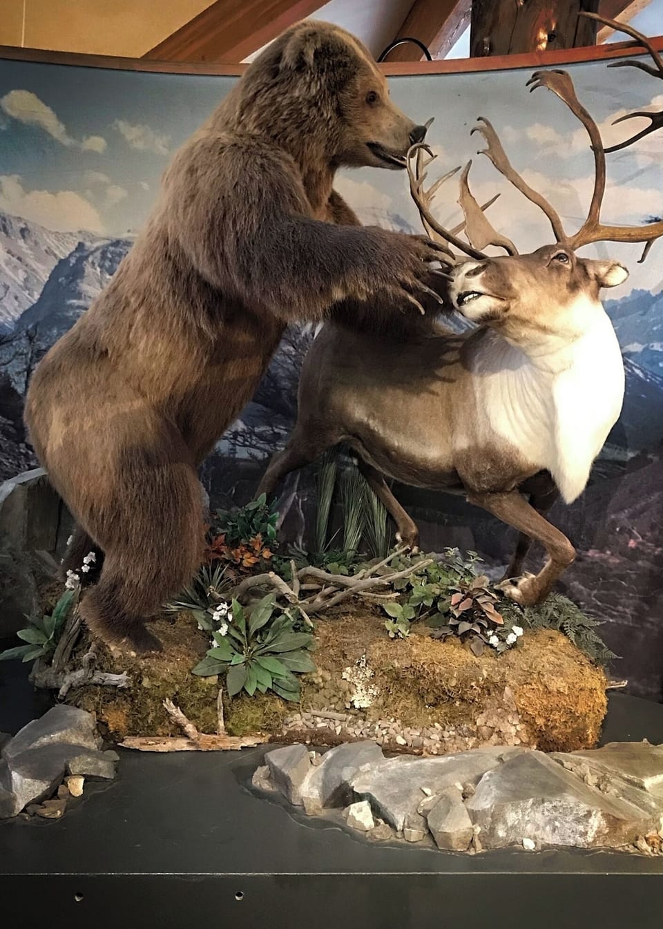 Grizzly and Wolf Center in West Yellowstone 10 minutes away