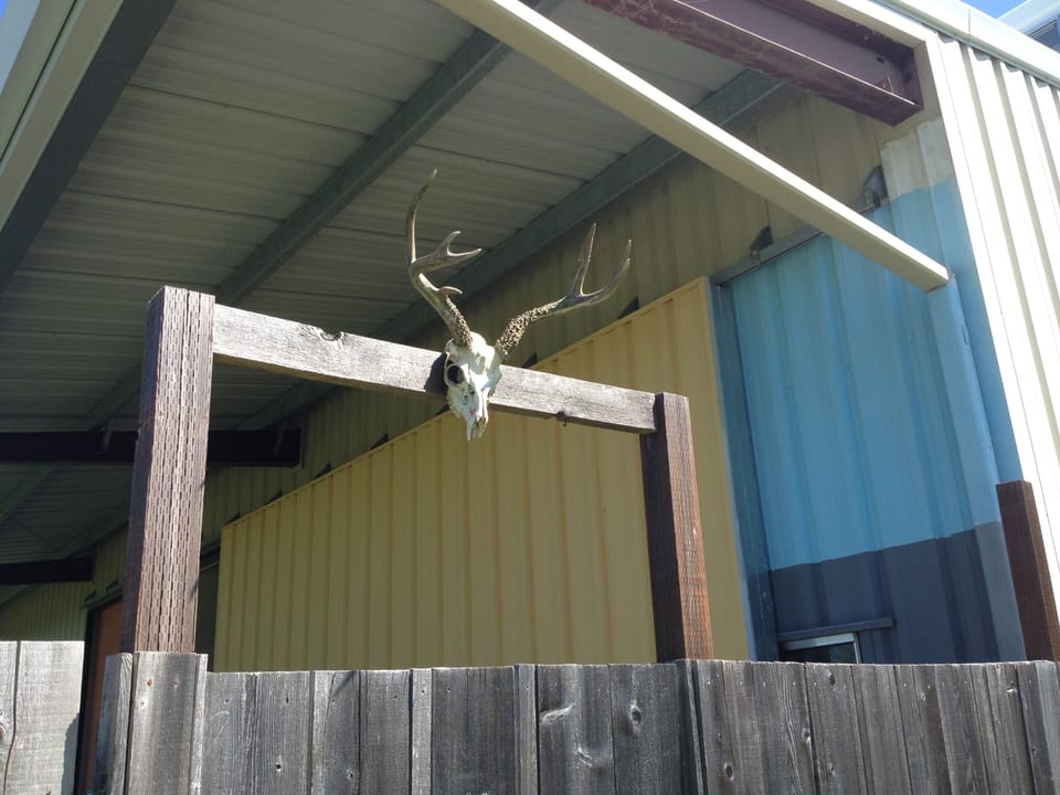 A welcoming deer, found on our property.