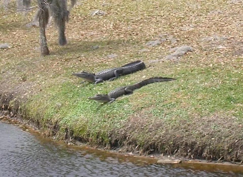 Wildlife