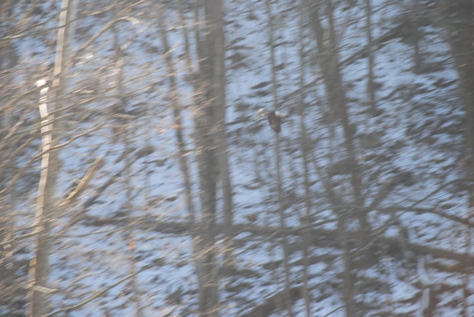 Bald Eagle
