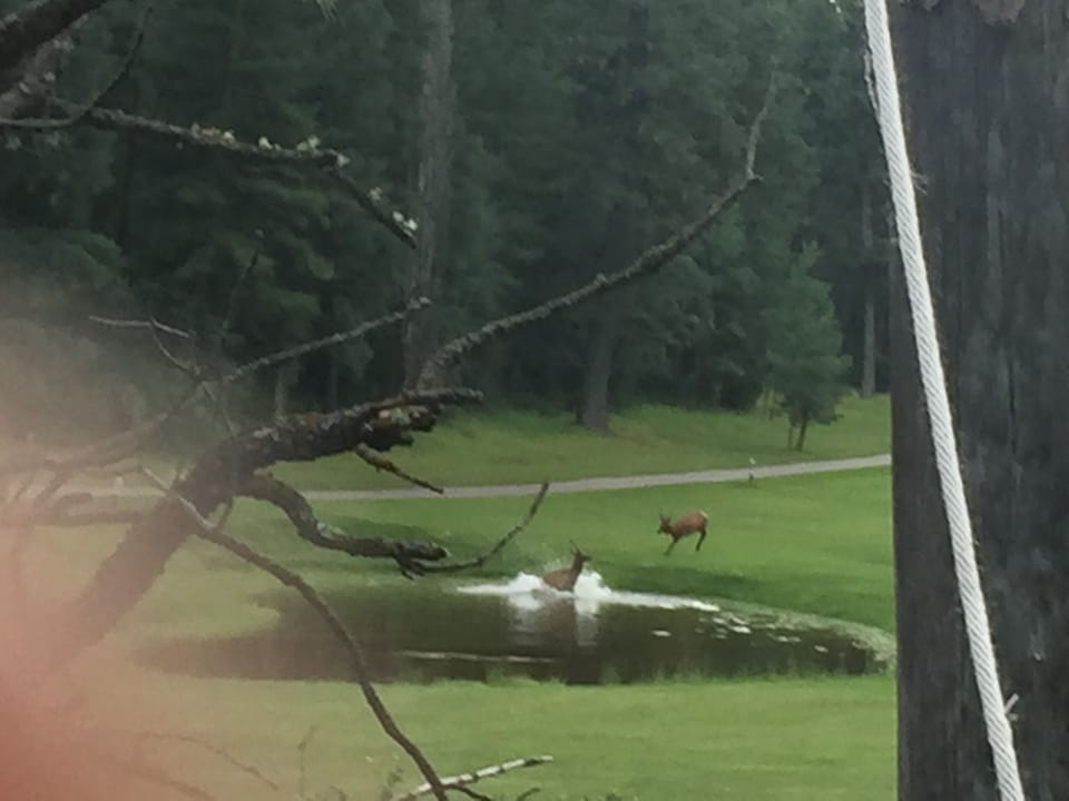 Elk retrieves ball from water.