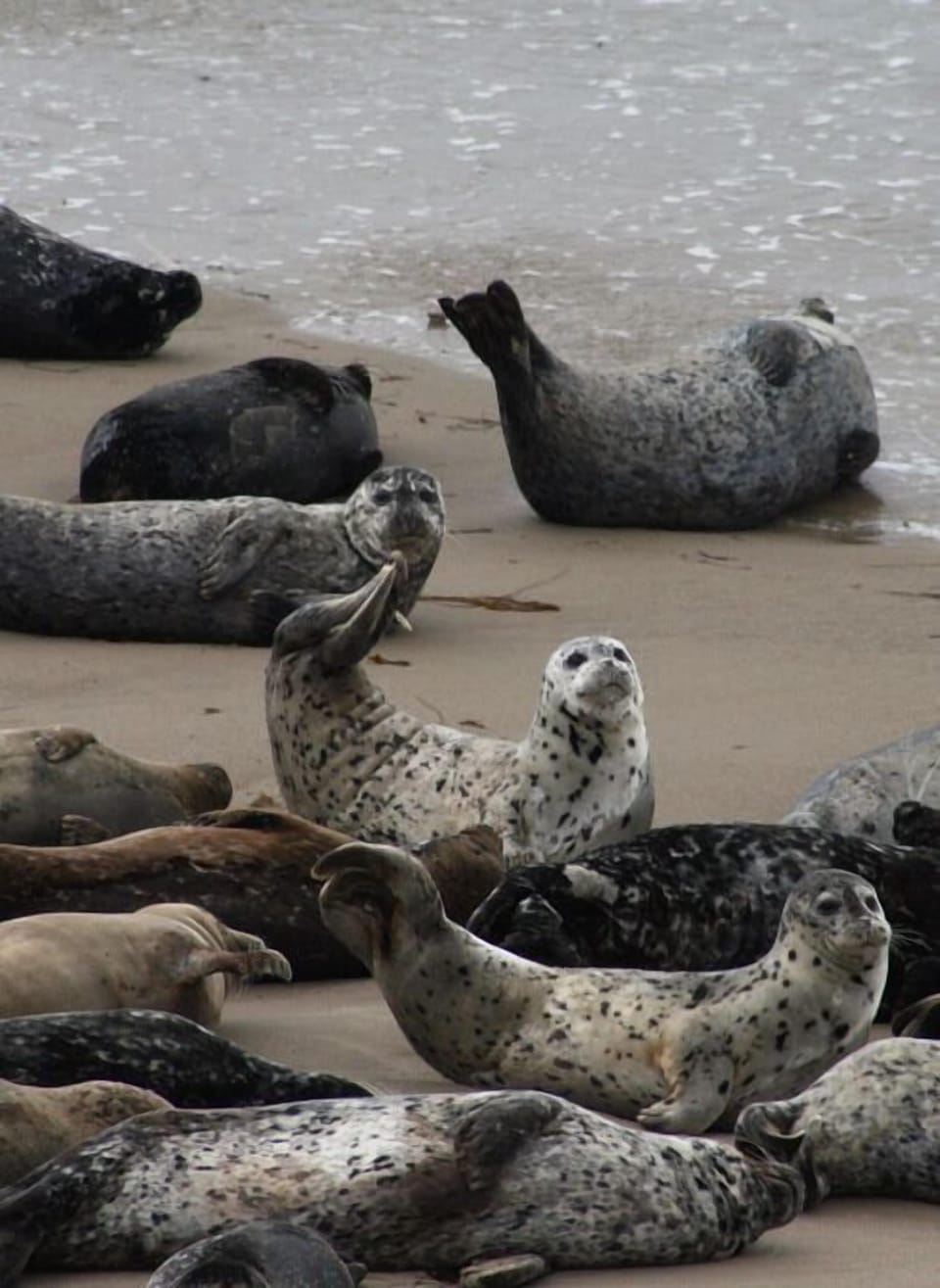 Take a hike along the bluffs and see the seal rookery (in season).