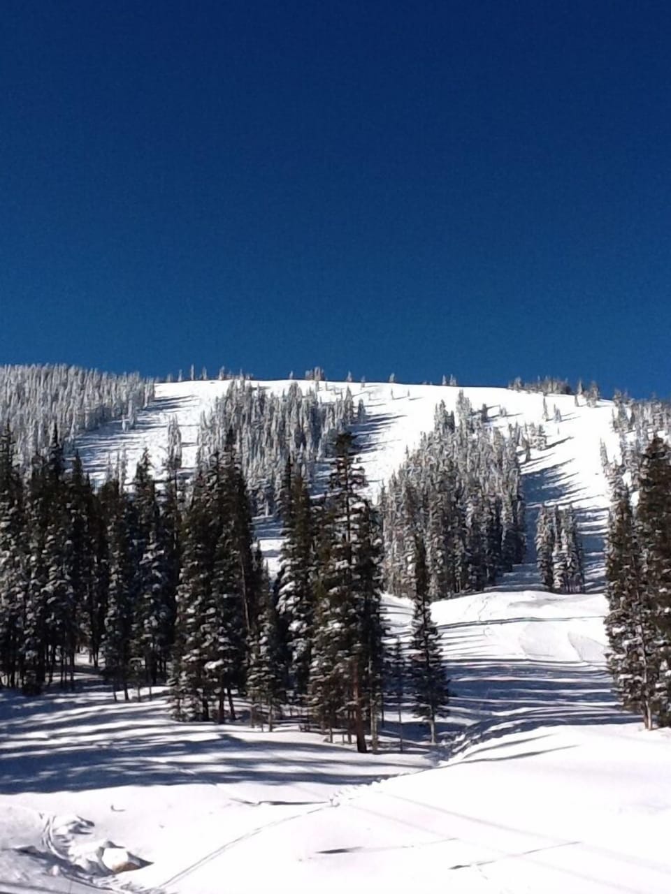 Monarch mid-mountain