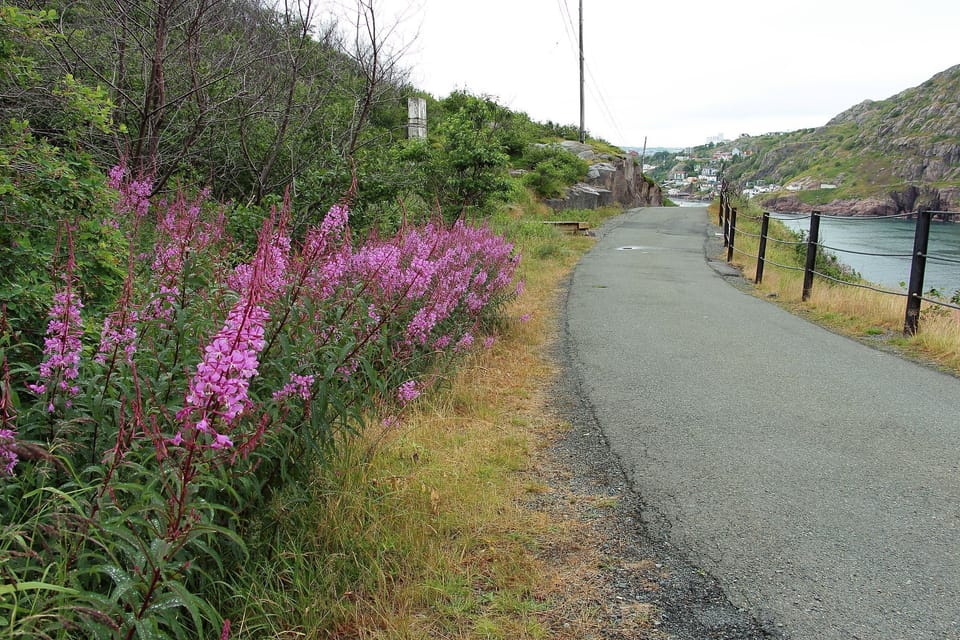 Road leading to the lighthouse

(Photo courtesy of Dave Greening)