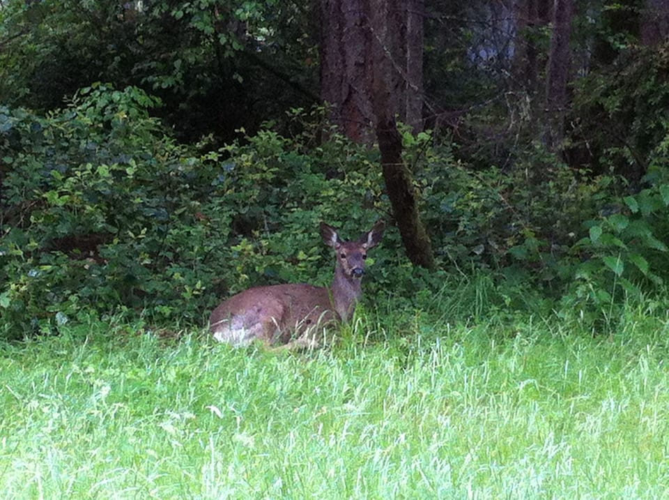 Local wildlife
