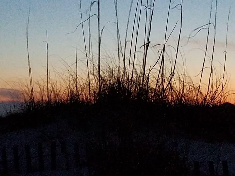 sunset behind the sea oats