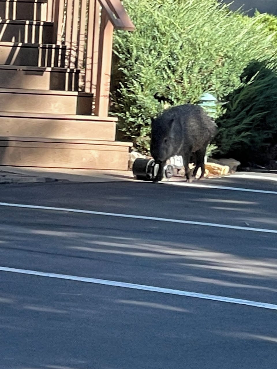 Javelina right out our front door stairs