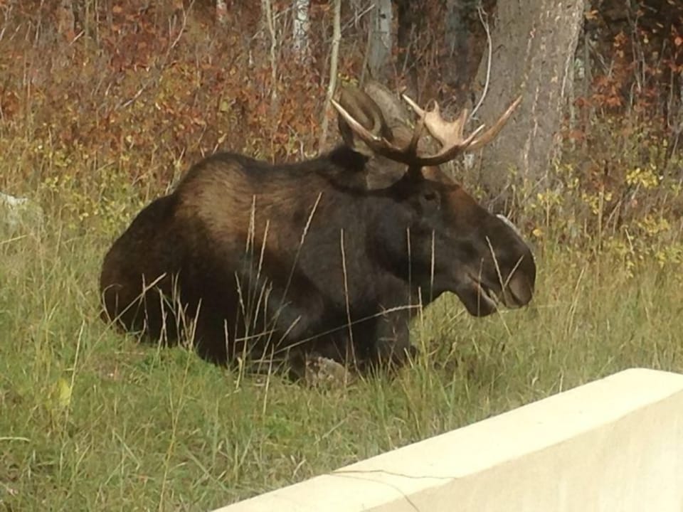 Moose in the neighborhood 