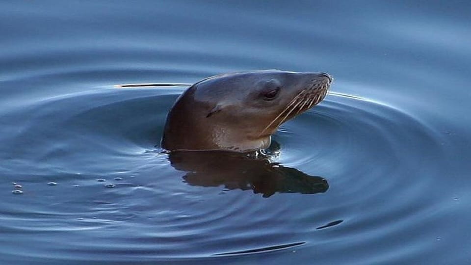 Monk Seal Swims By To Say "Aloha"
