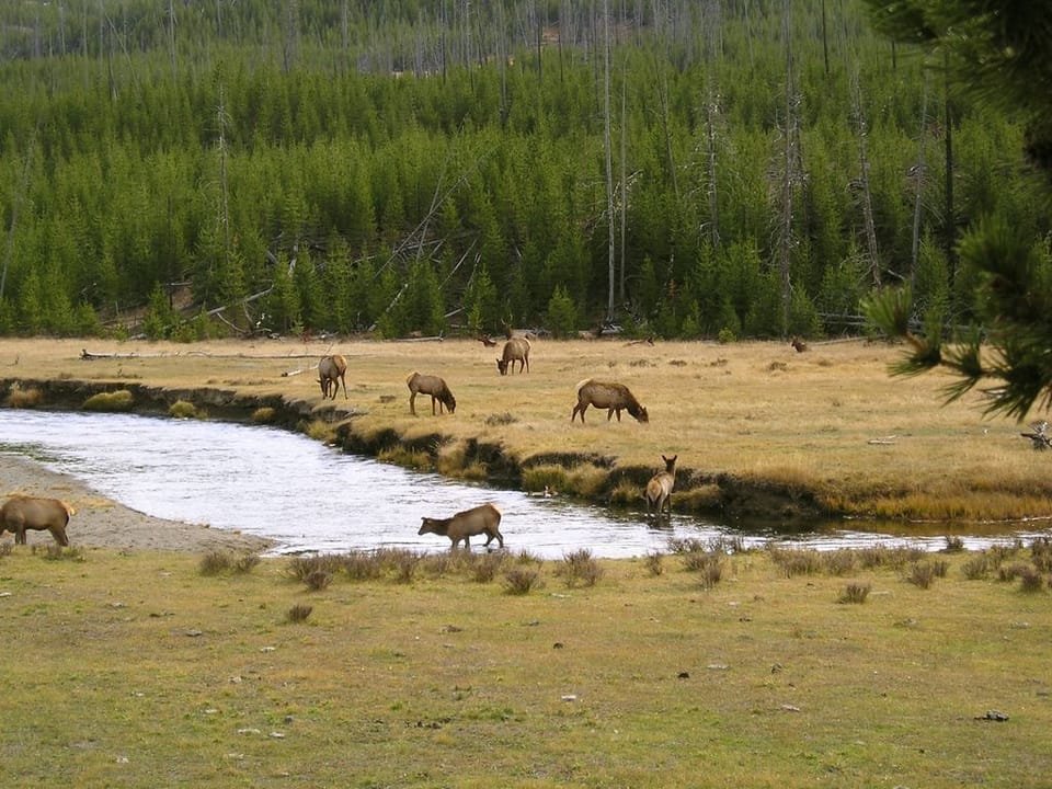 Elk grazing near the Madison River. See them on the drive from the west gate.