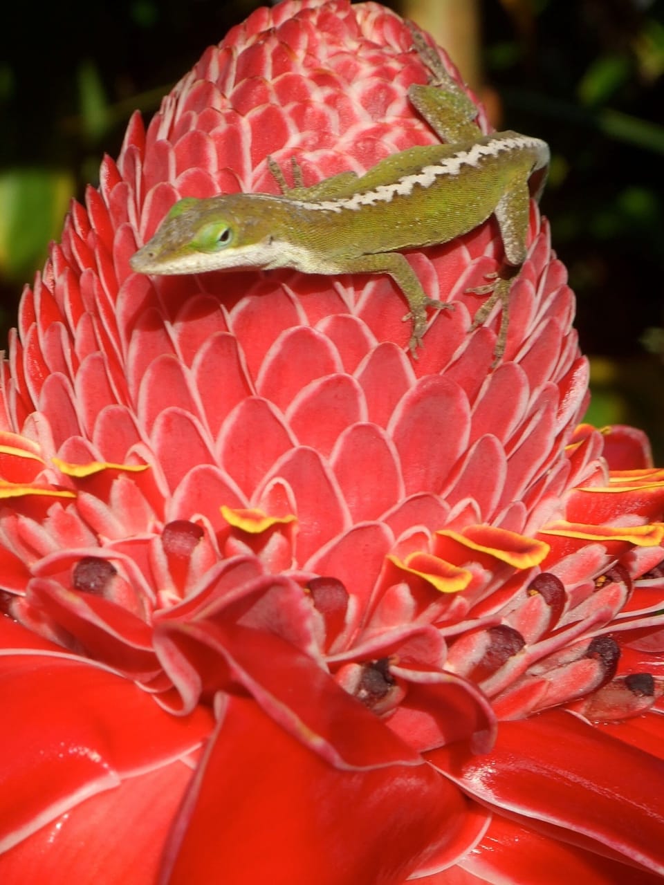 Lush Yard with Tropical Flowers, Fruits and Fauna