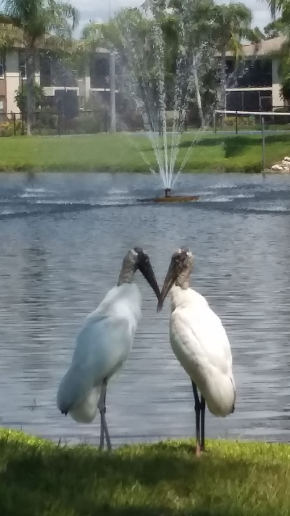 Wood Storks
