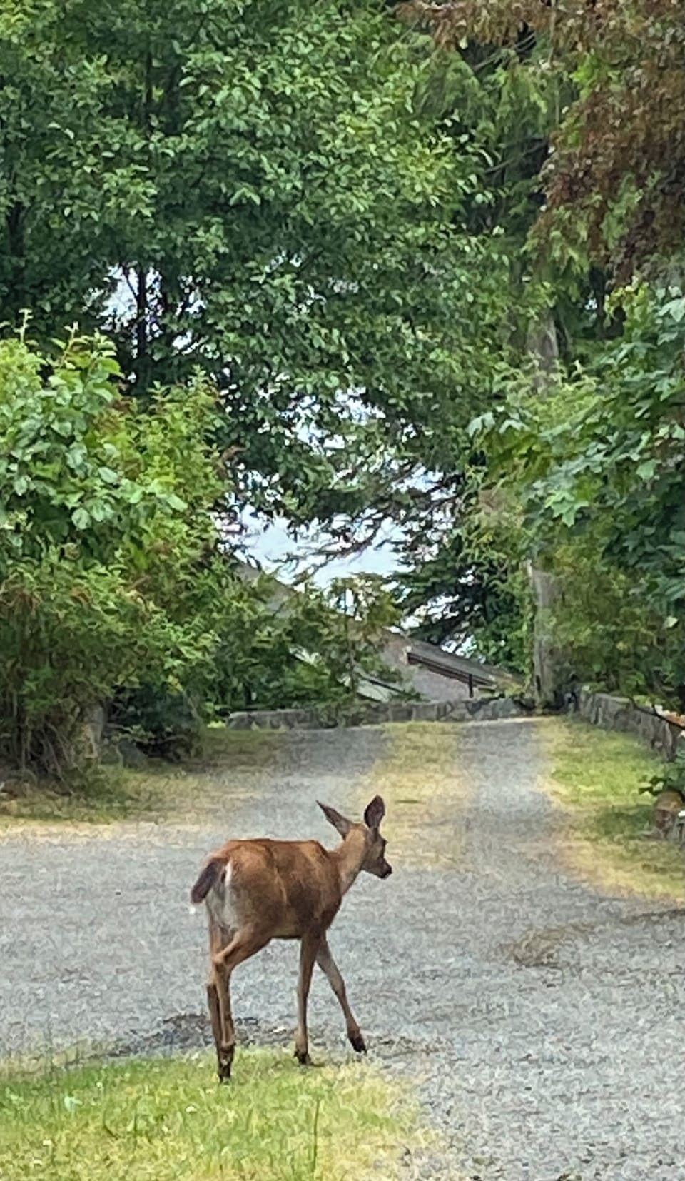 Heading down to the cottage