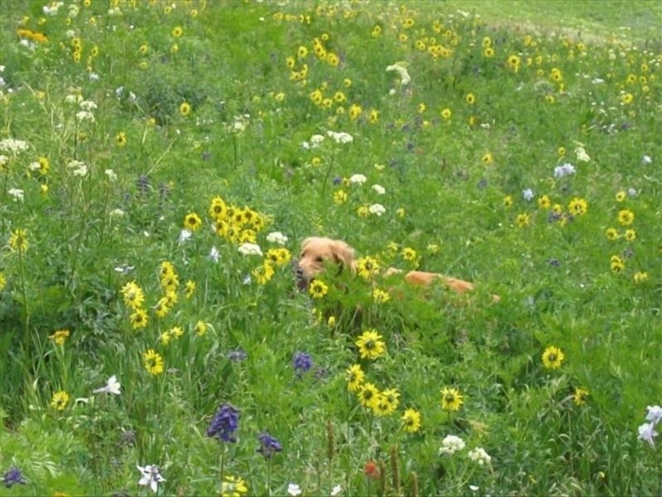 A sampling of the Springtime wildflowers CB has to offer.
