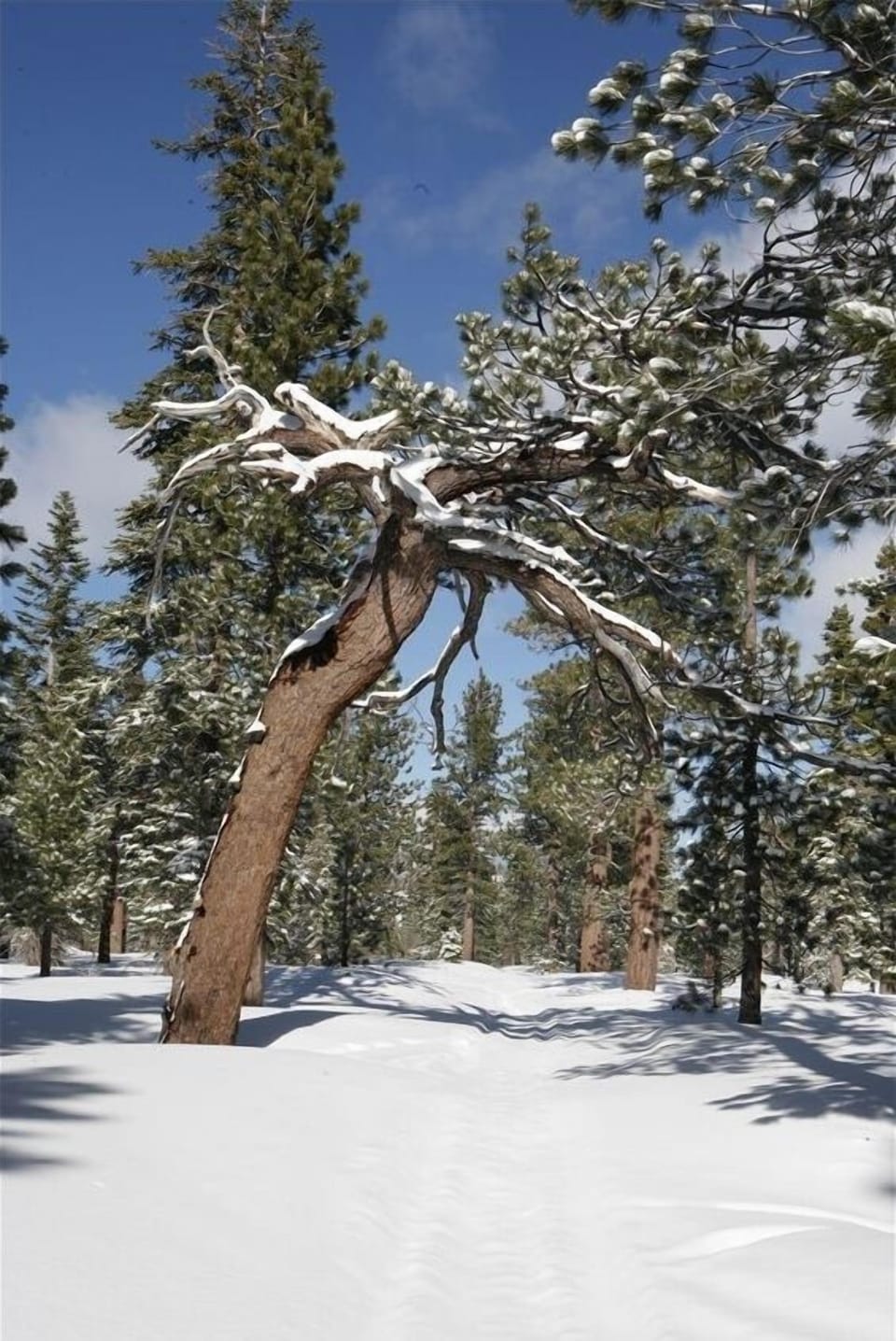 Hiking across the street. A favorite tree.