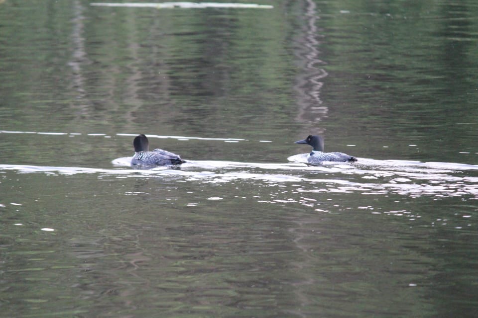 Loons on the lake