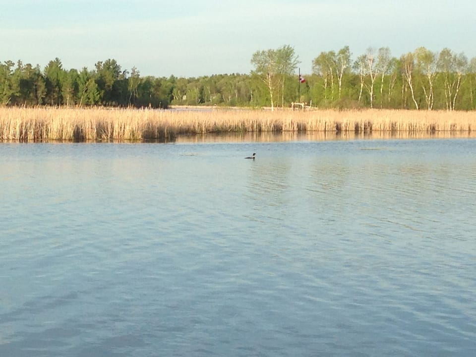 Loon in the Bay