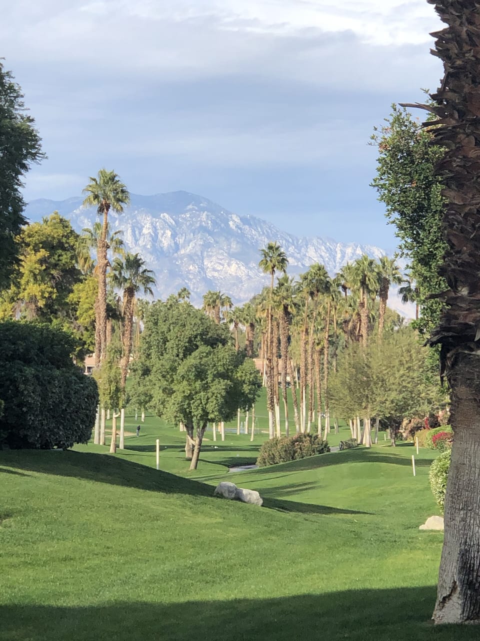 A view through the palms