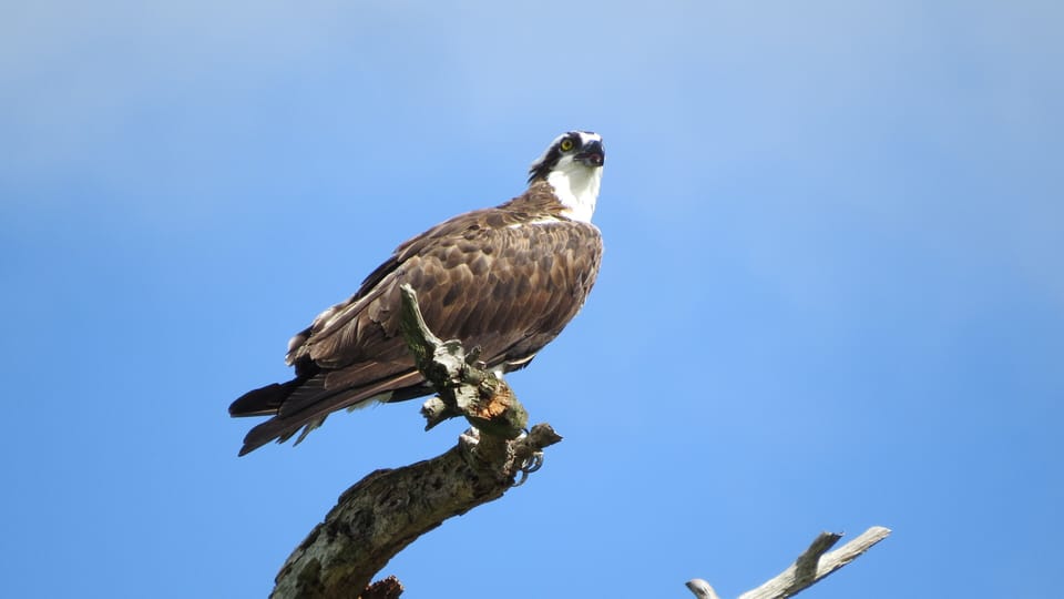 Osprey