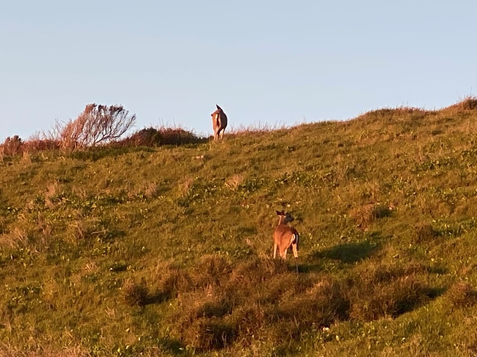 Deer family near Montana de Oro bluff trail