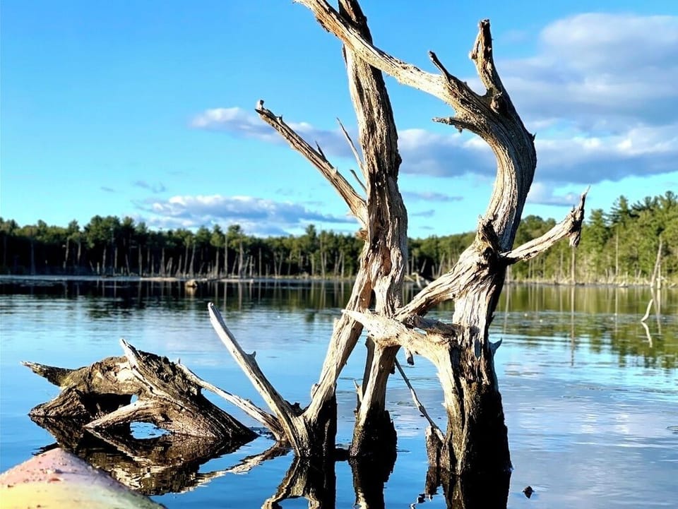 driftwood in the marsh