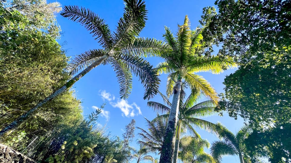 Trees and palms in back yard.
