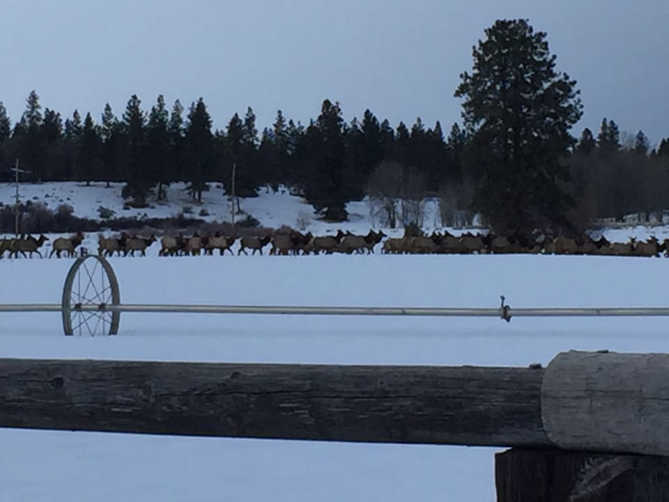 During winter, a herd of elk like to visit the ranch