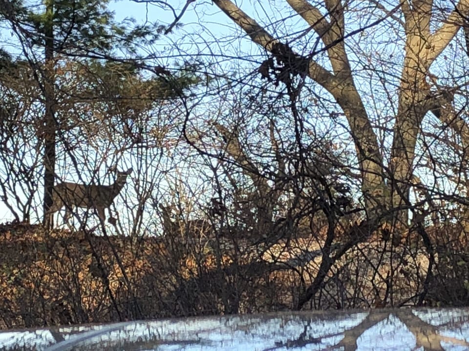 Deer grazing in the woods~