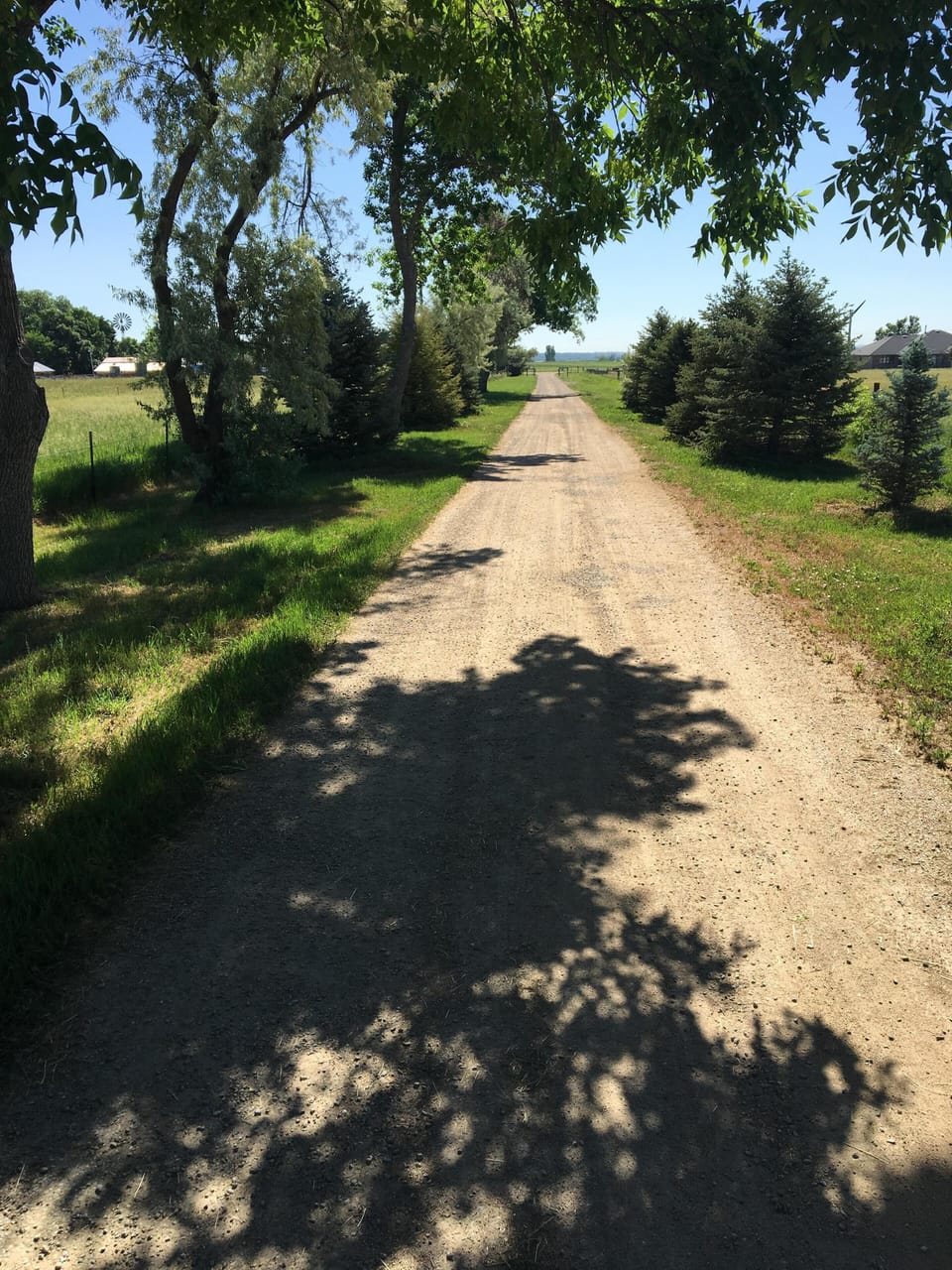 Tree Lined Driveway