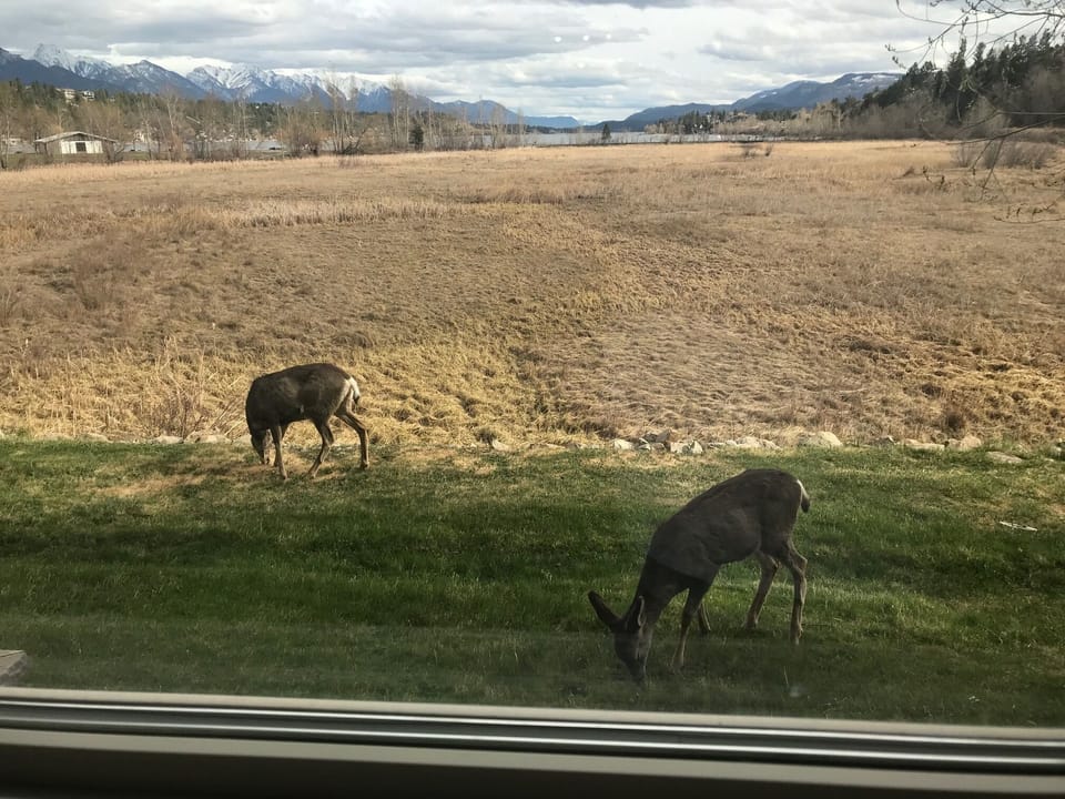Deer strolling by one evening
