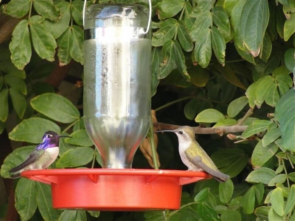 Watching hummingbirds in the backyard!