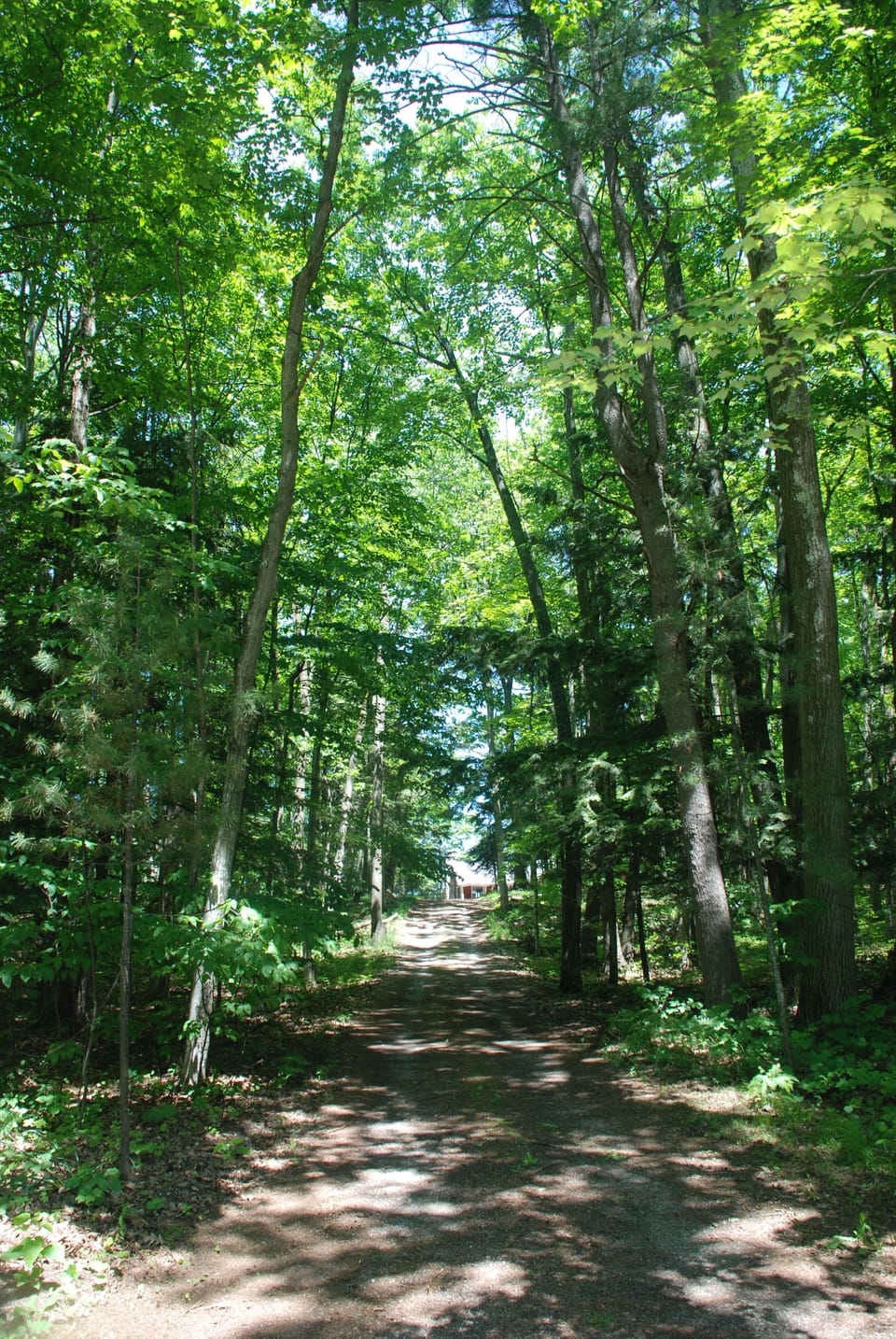 Morningside Cottage's Two-Track  Driveway from Deadstream Rd. Little Platte Lake