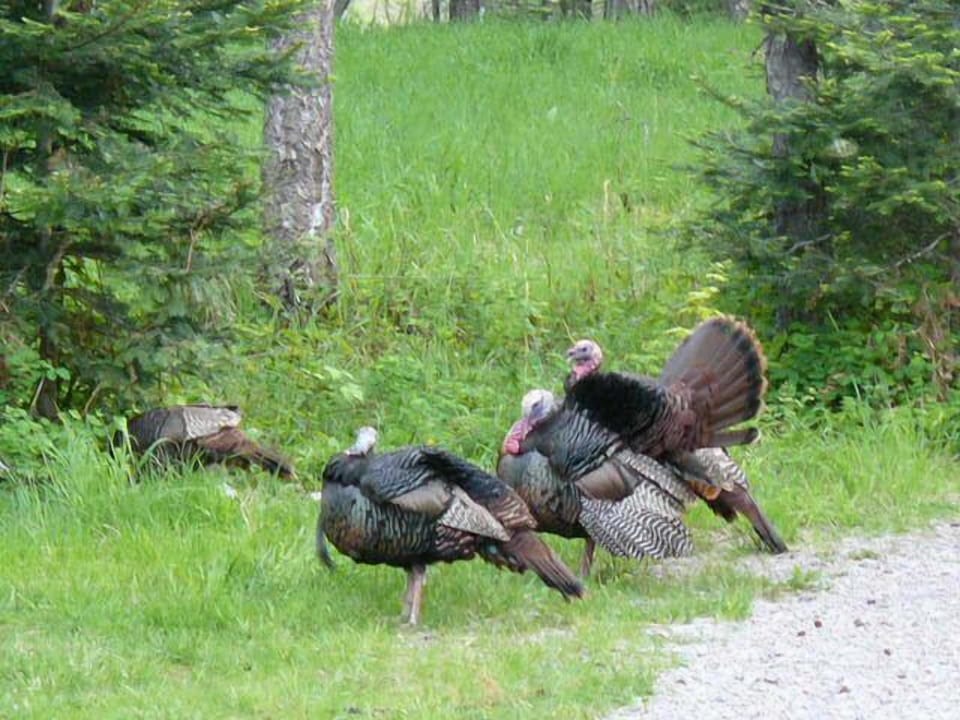 Turkey's are fun to watch