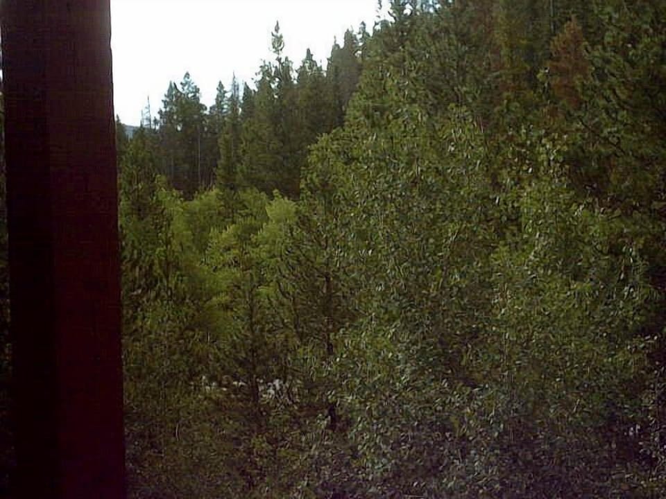 Forest view from balcony