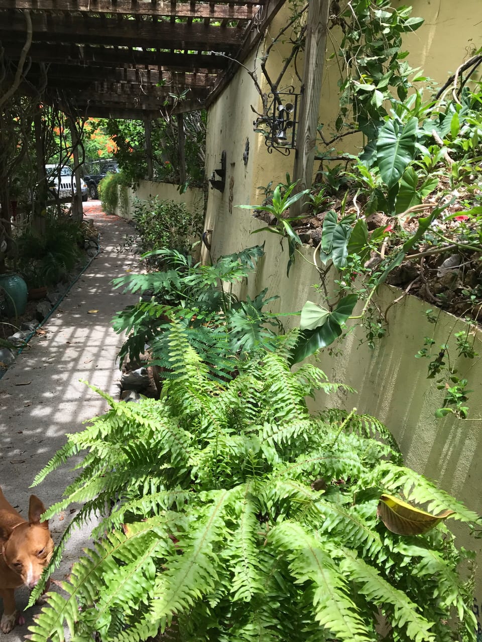 A variety of vegetation along walkway