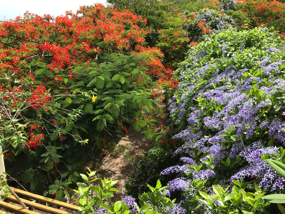 Island flowers abound!!