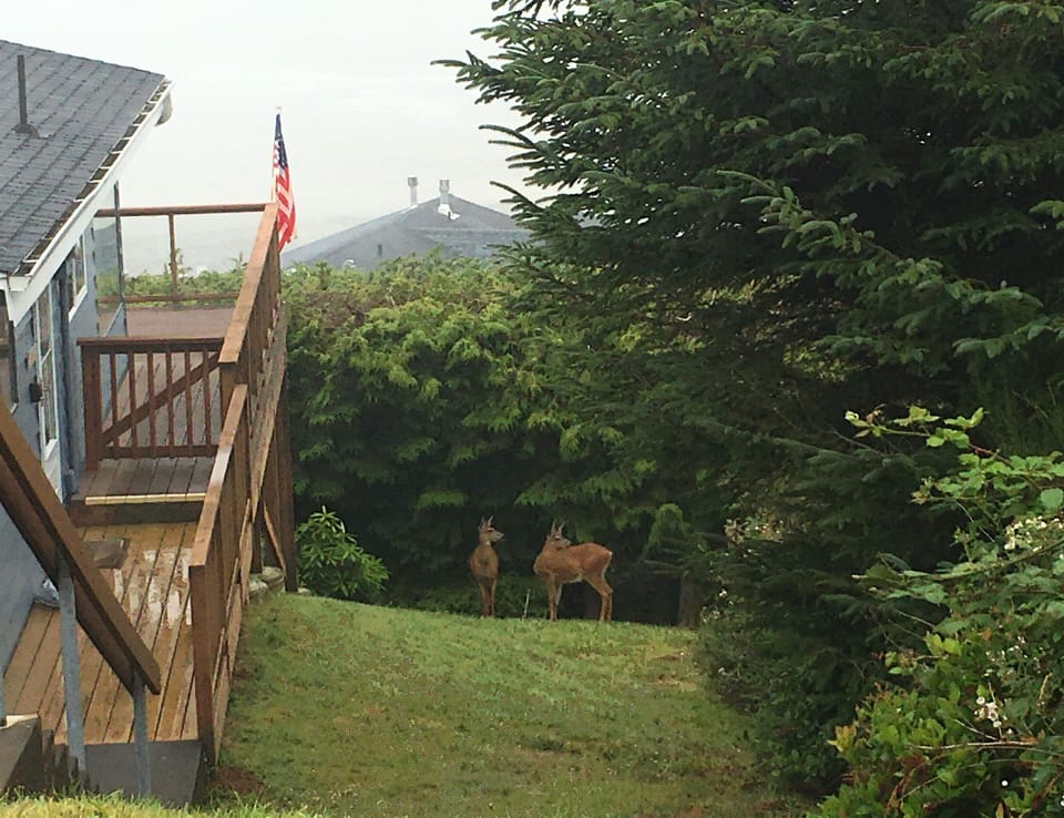 Common visitors to the house