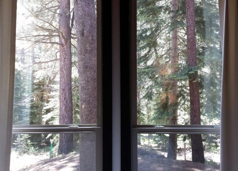 Looking out the back bedroom window