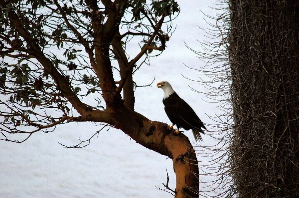 One of the several eagles that fly past, squawk, and dive for their next meal
