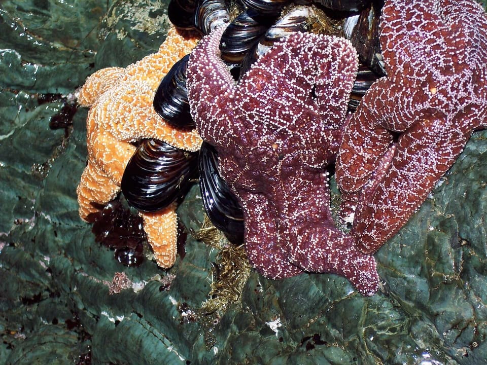 Starfish down at the Tide Pools