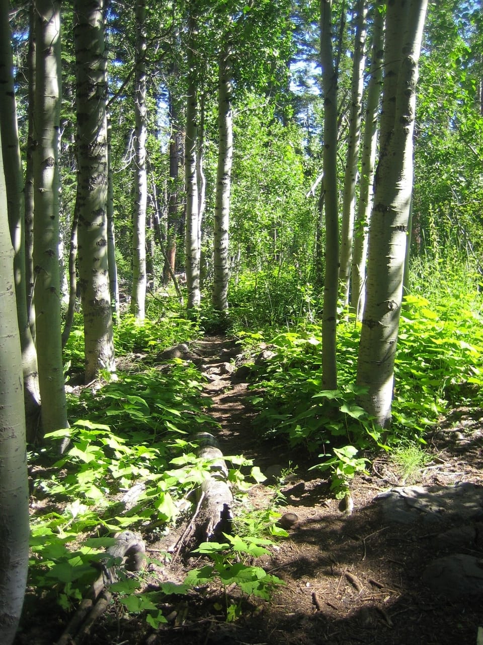 Summertime hiking trails