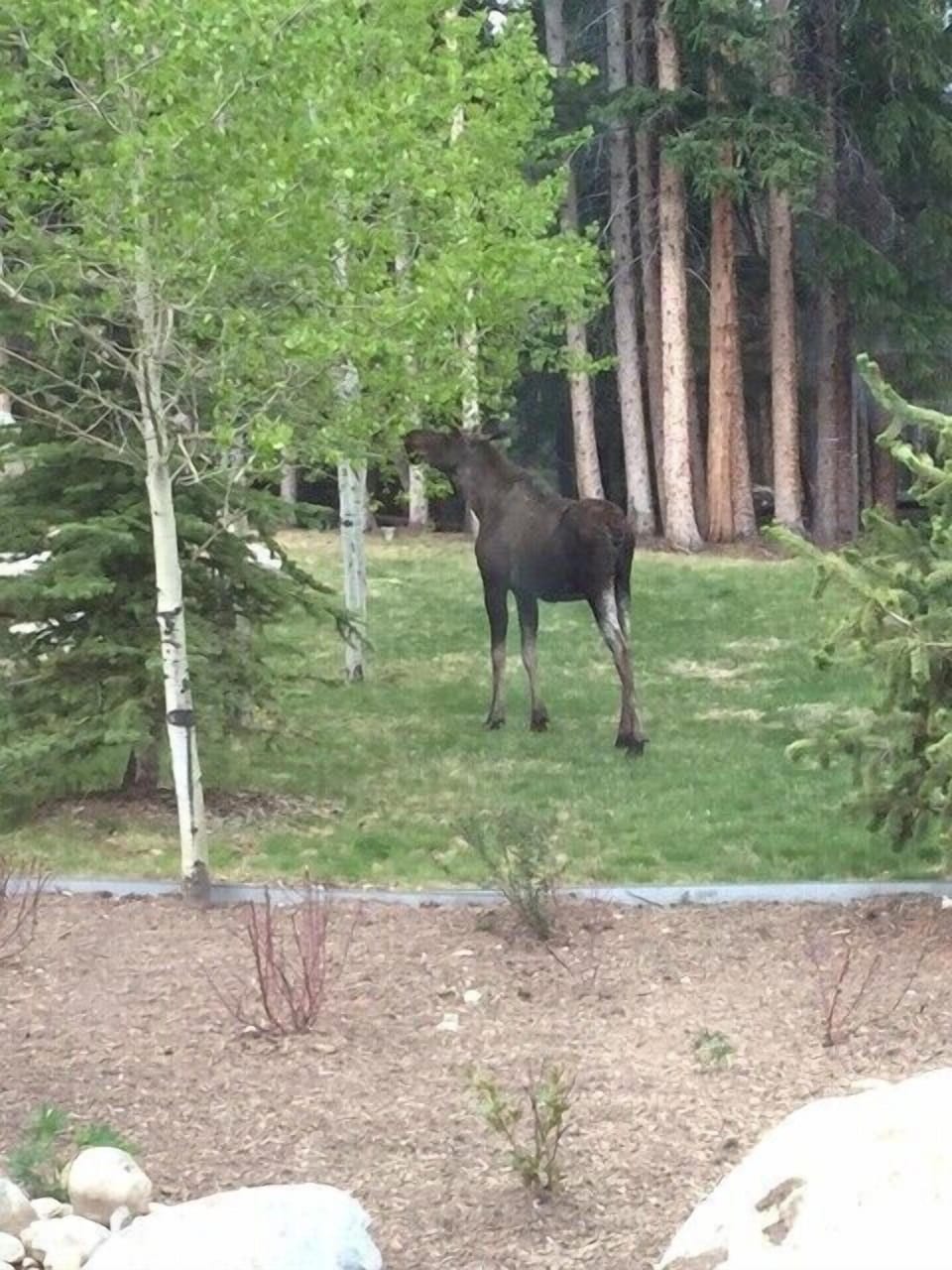 Wildlife Viewing Can Happen At Any Time