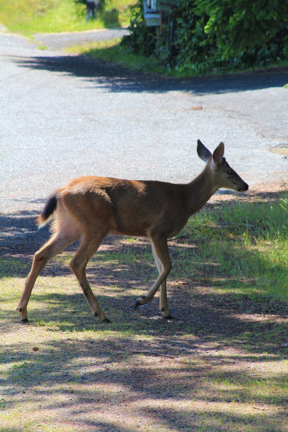 One of our neighbors :)